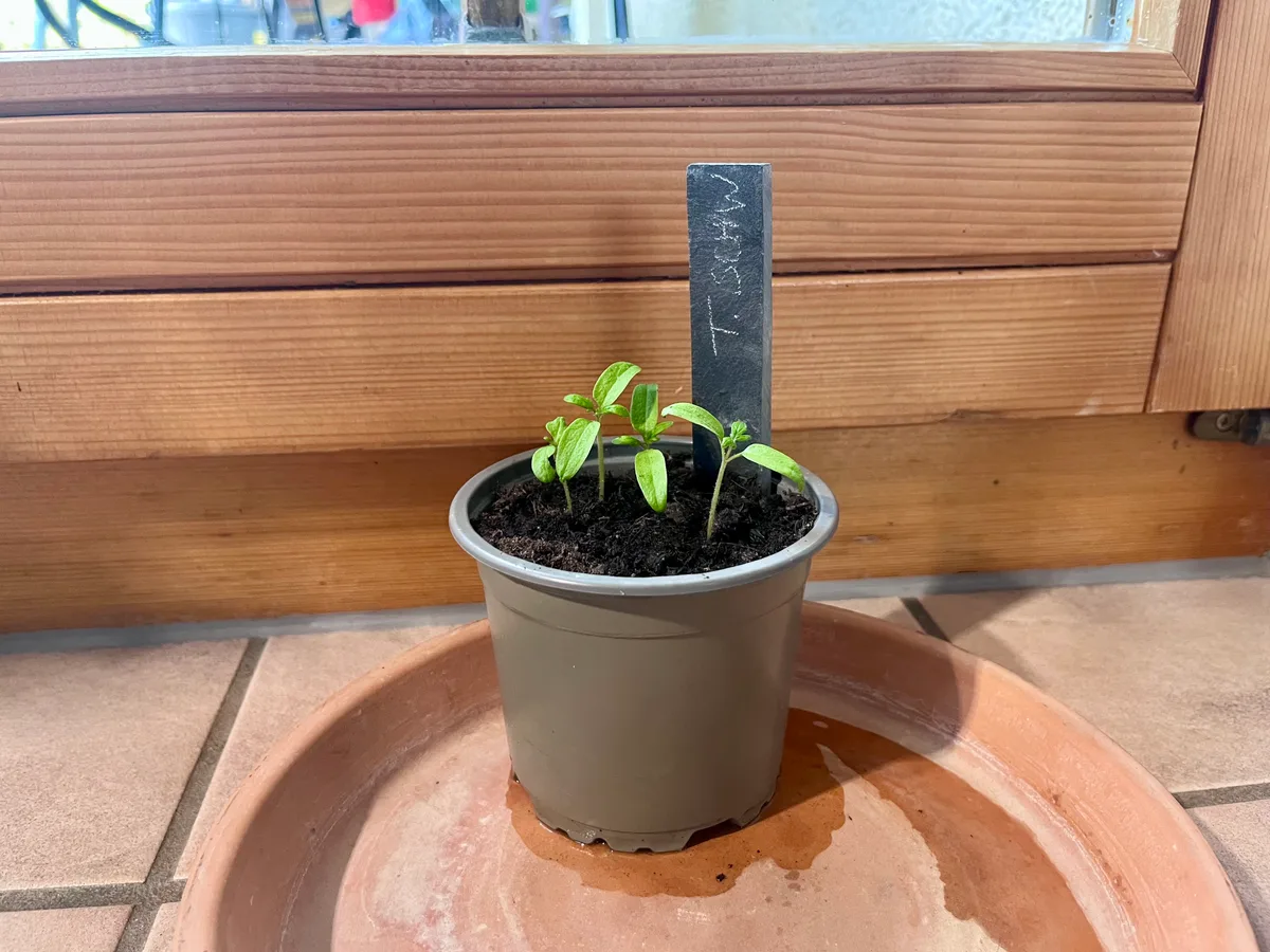 Tomaten spriessen auf der Fensterbank im April.